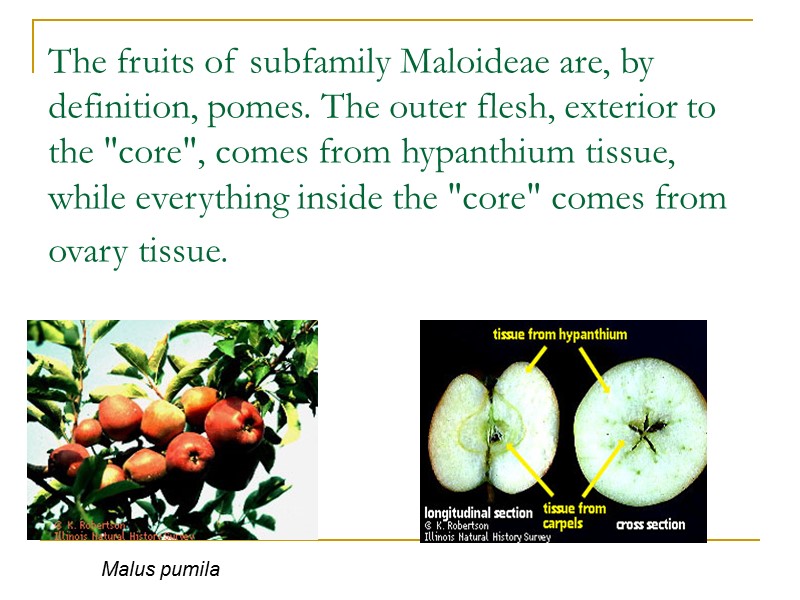 The fruits of subfamily Maloideae are, by definition, pomes. The outer flesh, exterior to